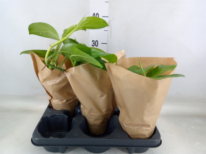 <h4>Monstera   ...</h4>