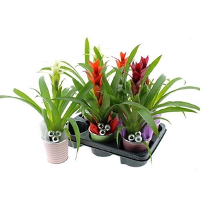 ARR GUZMANIA ZINC P10