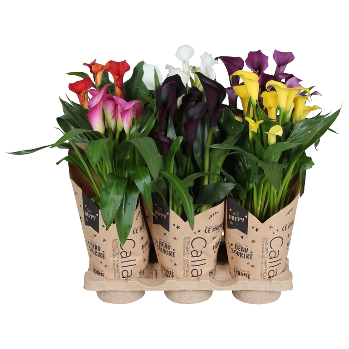 <h4>Zant Gemengd 5+ Krafthoes</h4>