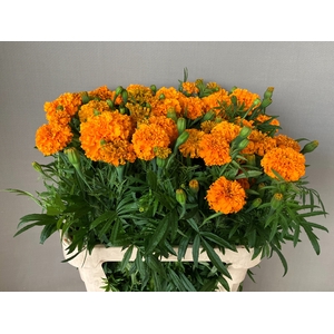 TAG E PROMISE ORANGE