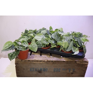 Scind Pict Silve Ann