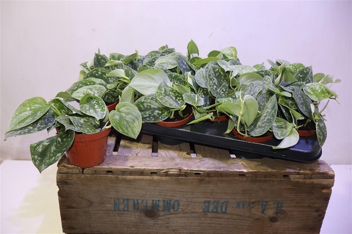 <h4>arr8 Scind Pict Silve Ann</h4>