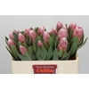 Protea Penny Pink