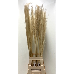 CORTADERIA EVITA BLEEK X30 120 CM