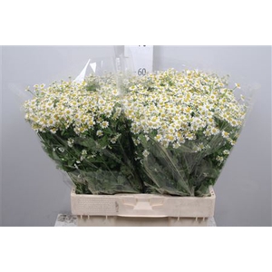 Tanacetum parth. 'Single Vegmo'