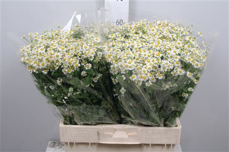 <h4>Tanacetum parth. 'Single Vegmo'</h4>