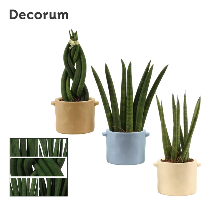 <h4>Sansevieria cylindrica 6 cm Mix in Charlotte (Nature world-colle</h4>