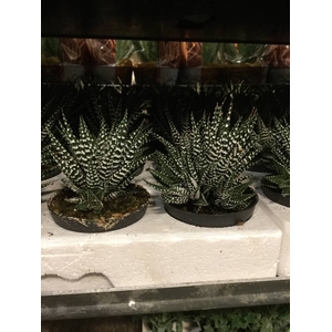 HAWORTHIA GEM