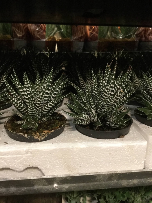 <h4>HAWORTHIA GEM</h4>