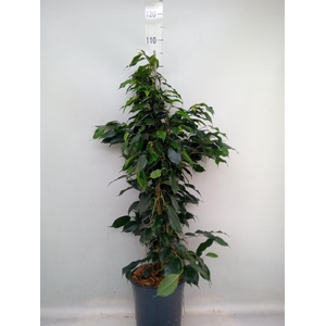 Ficus benja. 'Danielle'