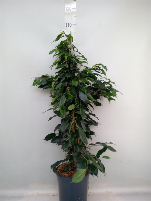 <h4>Ficus benja. 'Danielle'</h4>