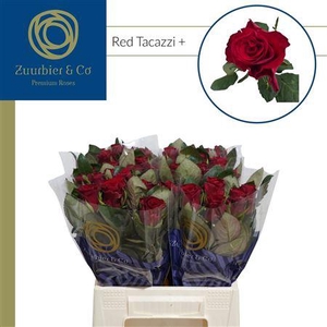 R Gr Red Tacazzi+