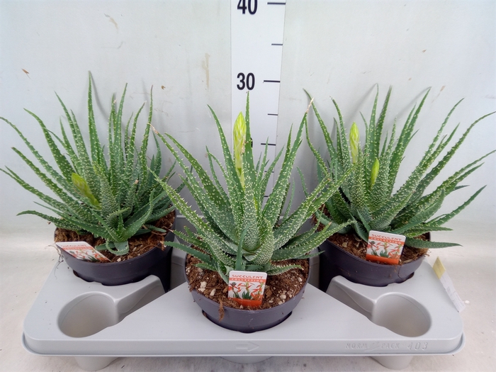 <h4>Aloe humilis</h4>