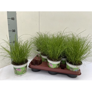 Cyperus Zumula 12Ø 30cm