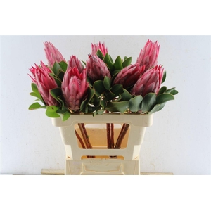 PROTEA CY MADIBA
