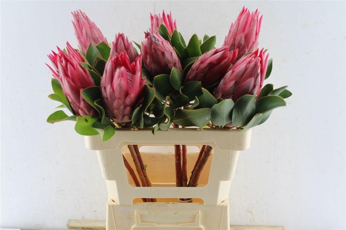 <h4>PROTEA CY MADIBA</h4>