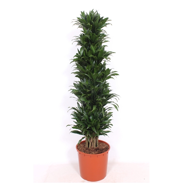 <h4>Dracaena fra Compacta Grp 'Compacta'</h4>