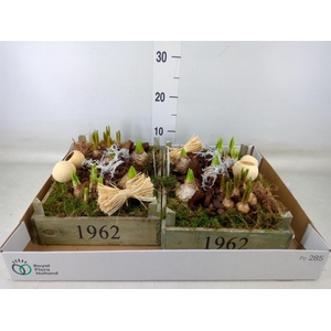 Arr.   Bol/Knolgewas L%