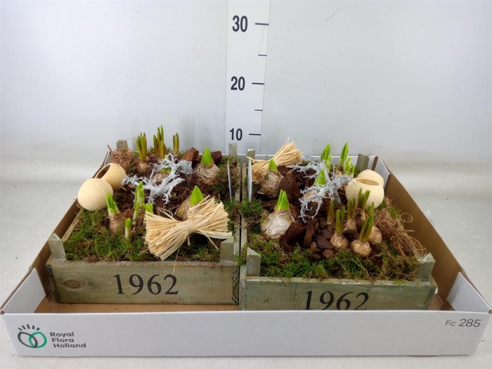 <h4>Arr.   Bol/Knolgewas L%</h4>