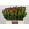 Leucadendron Laurel Yellow