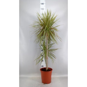 Dracaena marg. 'Bicolor'