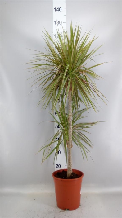 <h4>Dracaena marg. 'Bicolor'</h4>