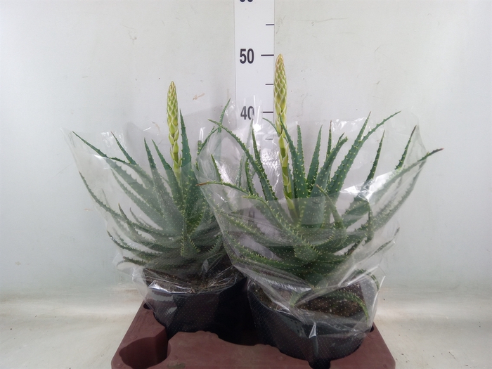 <h4>Aloe arborescens</h4>