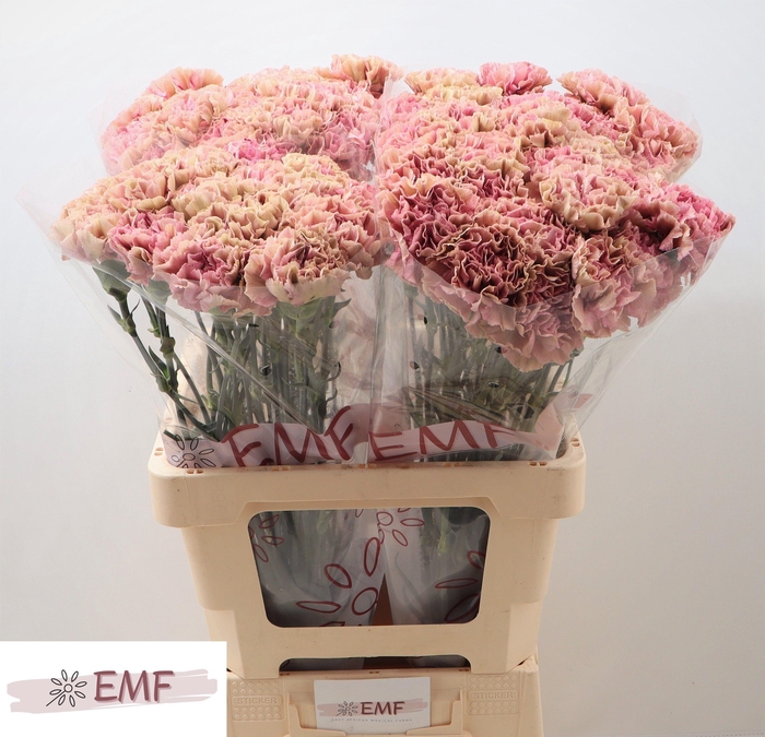 <h4>DI ST BABYLON</h4>