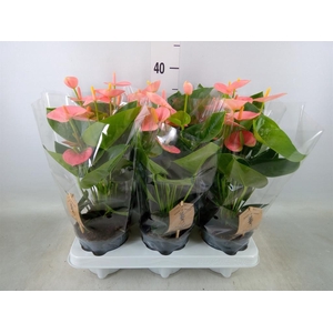 Anthurium andr. 'Spirit'
