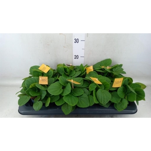 Peperomia albov. 'Rana Verde'