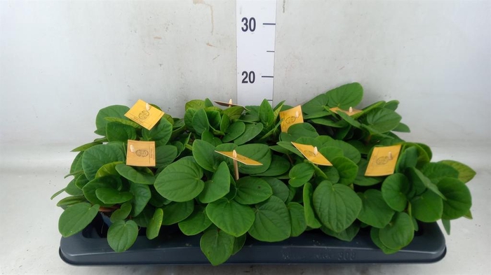 <h4>Peperomia albov. 'Rana Verde'</h4>