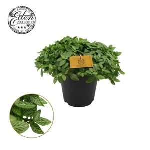 Fittonia