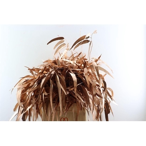 Euca Lancet Victoriablad Klbh Koper