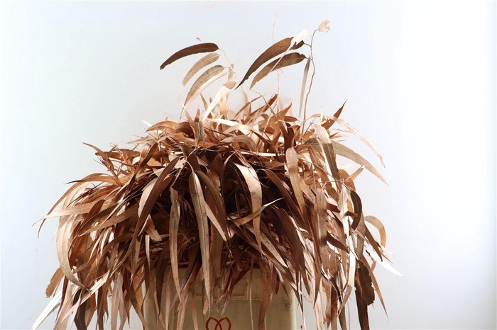 <h4>Euca Lancet Victoriablad Klbh Koper</h4>