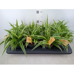 Chlorophytum com. 'Ocean'