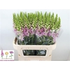 Antirrhinum Nl. Light Pink Legend