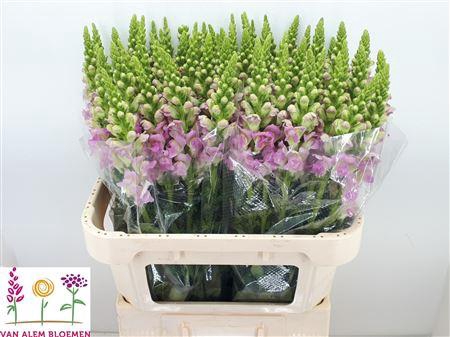Antirrhinum Nl. Light Pink Legend