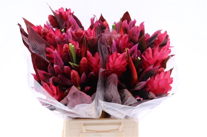 <h4>Bouquet Rasberry</h4>