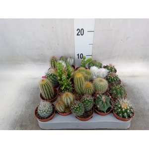 Cactus   ...mix