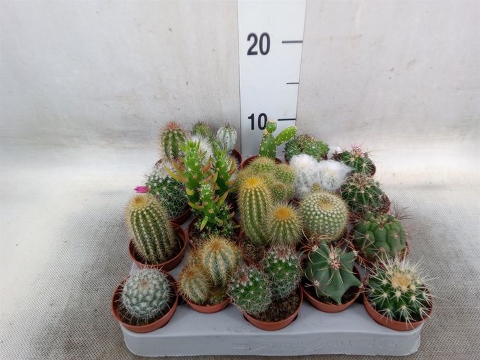 <h4>Cactus   ...mix</h4>