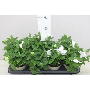 Platycodon Astra White