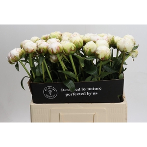 Paeonia Bowl Of Cream