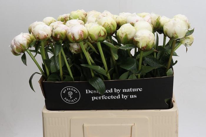 <h4>Paeonia Bowl Of Cream</h4>