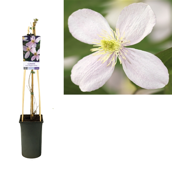 <h4>Clematis montana 'Fragrant Spring' +light label</h4>