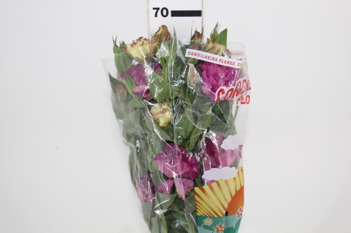 <h4>LISIANTHUS NIGHTINGALE 070 CM MIN 500 GRAMAS VINHO</h4>