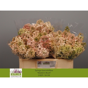 SYR HY MAIDENS BLUSH