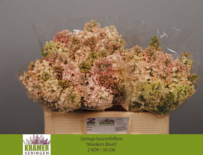 <h4>SYR HY MAIDENS BLUSH</h4>