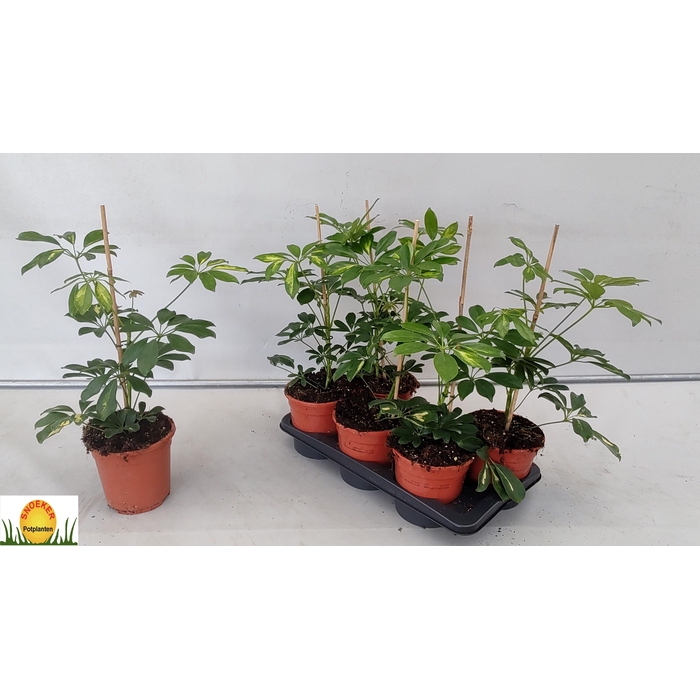 <h4>SCHEF AR GOLD CAPELL</h4>