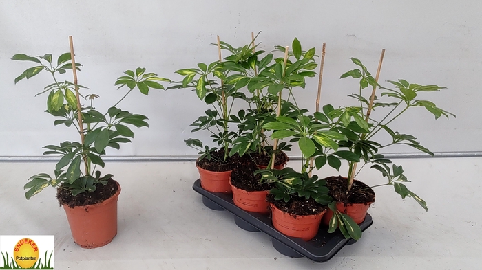 <h4>SCHEF AR GOLD CAPELL</h4>