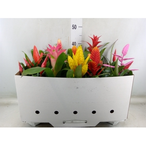 Bromelia   ...mix 10